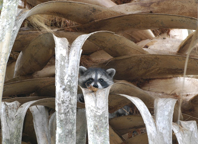 Juvenile raccoon waiting for its mother to return at Weedon Island